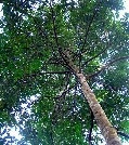 meranti-tree - 
