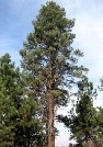 Strom Finska Borovice - 
